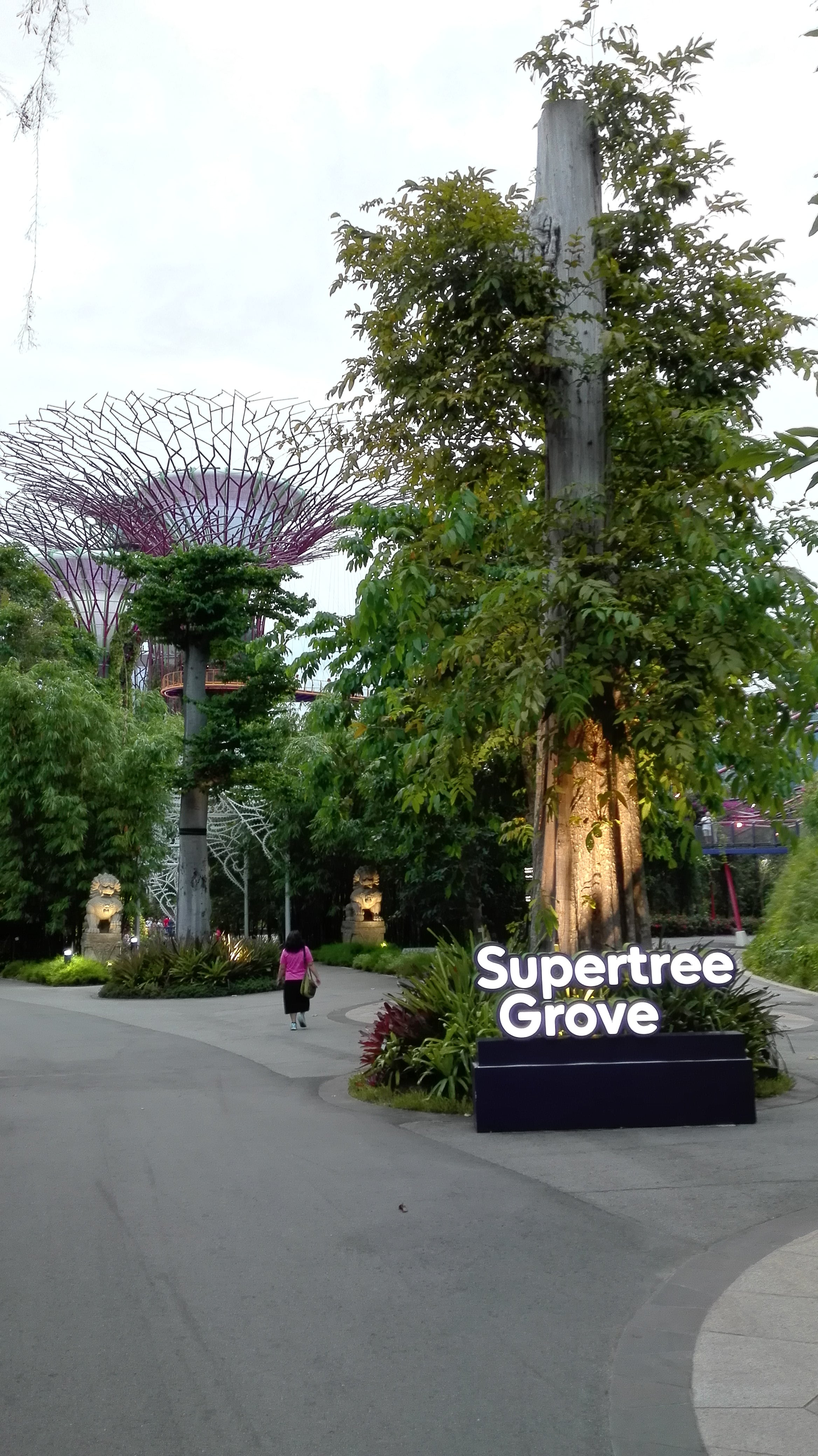 Supertree Groove